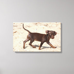 Chihuahua-Welpen-Gehen Leinwanddruck