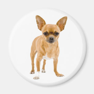 Chihuahua-Welpen-Hund-Kühlschrankmagnet Magnet