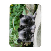 Chihuahua-Welpen Magnet (Vertikal)