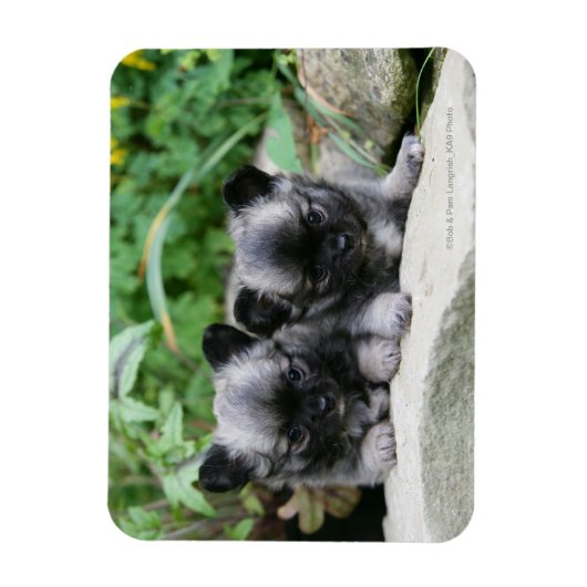 Chihuahua-Welpen Magnet (Vertikal)