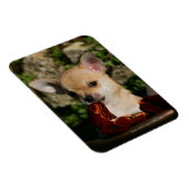 Chihuahua-Welpen Magnet (Rechte Seite)
