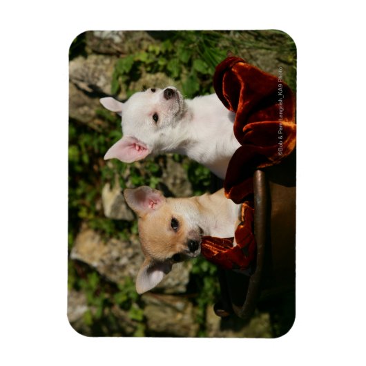 Chihuahua-Welpen Magnet (Vertikal)