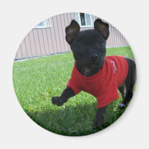 Chihuahua-Welpen-Magnet Magnet