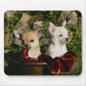 Chihuahua-Welpen Mousepad (Vorne)