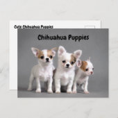 Chihuahua Welpen Posing für Foto Postkarte (Vorne/Hinten)