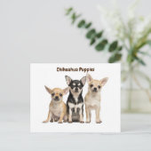 Chihuahua Welpen Posing für Foto Postkarte (Stehend Vorderseite)