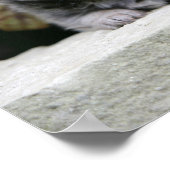 Chihuahua-Welpen Poster (Ecke)