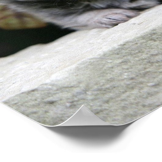 Chihuahua-Welpen Poster (Ecke)