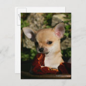 Chihuahua-Welpen Postkarte (Vorne/Hinten)