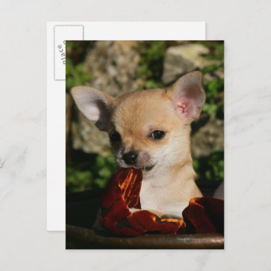 Chihuahua-Welpen Postkarte (Vorne/Hinten)