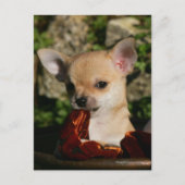 Chihuahua-Welpen Postkarte (Vorderseite)