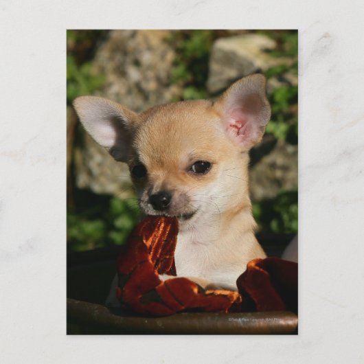 Chihuahua-Welpen Postkarte (Vorderseite)