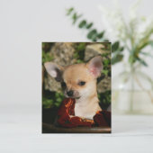 Chihuahua-Welpen Postkarte (Stehend Vorderseite)