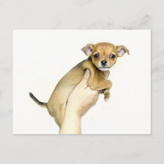 Chihuahua-Welpen-Postkarte Postkarte