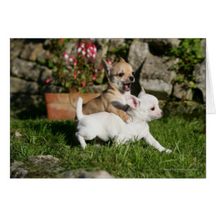 Chihuahua-Welpen-Spielen