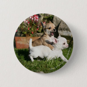 Chihuahua-Welpen-Spielen Button