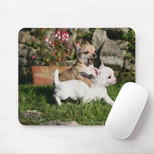 Chihuahua-Welpen-Spielen Mousepad (Mit Mouse)