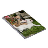 Chihuahua-Welpen-Spielen Notizblock (Rechte Seite)