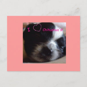 Chihuahua-Welpenpostkarte Postkarte