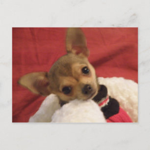 Chihuahua-Welpenpostkarte Postkarte