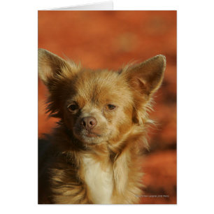 Chihuahua Welppy-Headshot