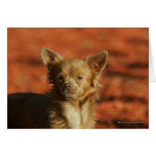 Chihuahua Welppy-Headshot