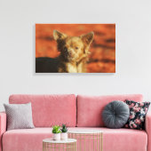 Chihuahua Welppy-Headshot Leinwanddruck (Insitu (Wohnzimmer))