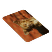 Chihuahua Welppy-Headshot Magnet (Rechte Seite)