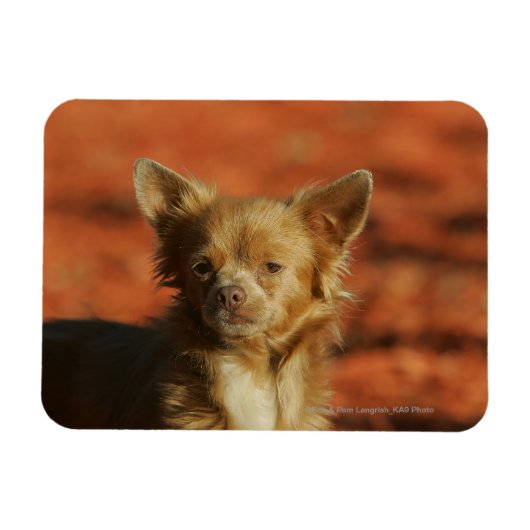 Chihuahua Welppy-Headshot Magnet (Horizontal)
