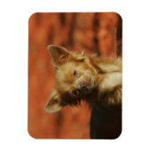 Chihuahua Welppy-Headshot Magnet (Vertikal)