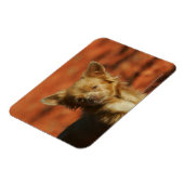 Chihuahua Welppy-Headshot Magnet (Linke Seite)