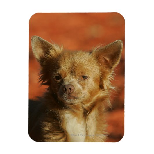 Chihuahua Welppy-Headshot Magnet (Vertikal)