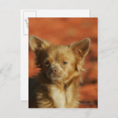 Chihuahua Welppy-Headshot Postkarte (Vorne/Hinten)