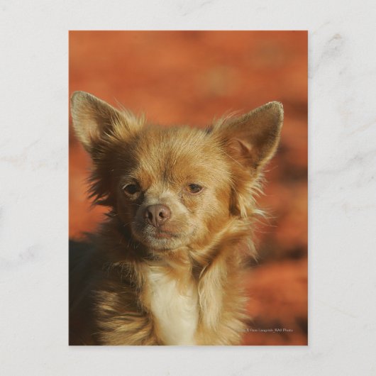Chihuahua Welppy-Headshot Postkarte (Vorderseite)
