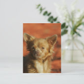 Chihuahua Welppy-Headshot Postkarte (Stehend Vorderseite)