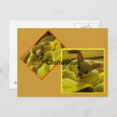 Chihuahua-Welppy-Postkarte Postkarte (Vorne/Hinten)