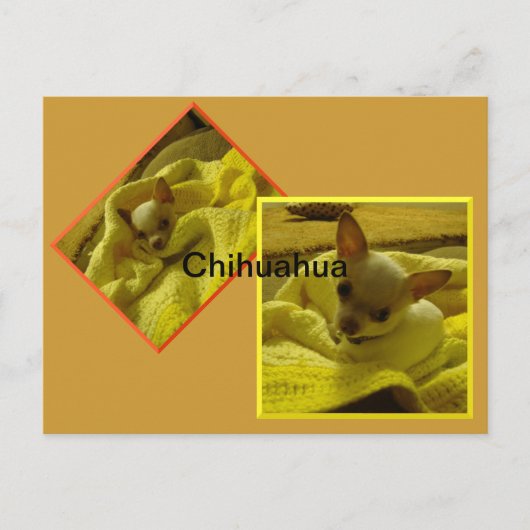 Chihuahua-Welppy-Postkarte Postkarte (Vorderseite)