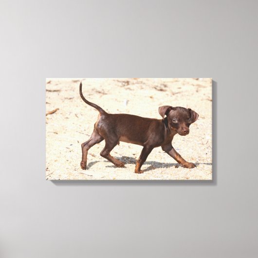 Chihuahua Welppy Walking Leinwanddruck (Vorderseite)