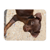 Chihuahua Welppy Walking Magnet (Horizontal)