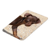 Chihuahua Welppy Walking Magnet (Linke Seite)