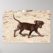 Chihuahua Welppy Walking Poster (Vorne)