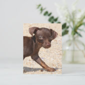 Chihuahua Welppy Walking Postkarte (Stehend Vorderseite)