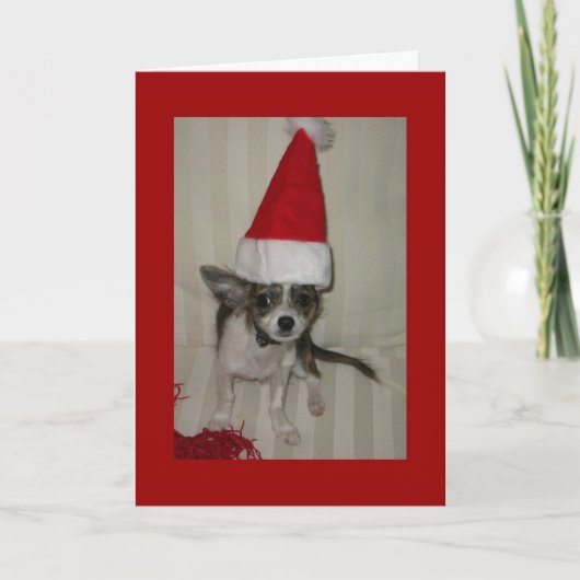 Chihuahua xmas Card Feiertagskarte (Vorderseite)