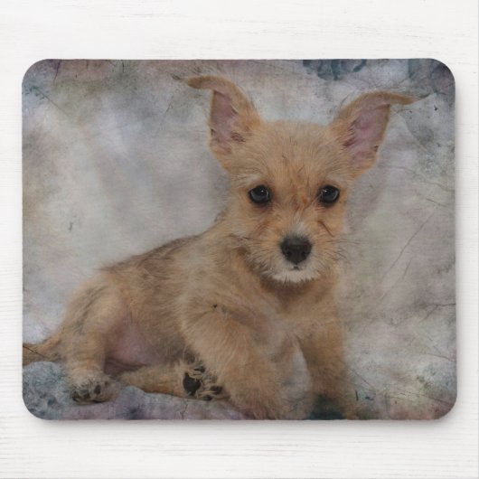 Chihuahua/Yorkie Puppy Mousepad (Vorne)