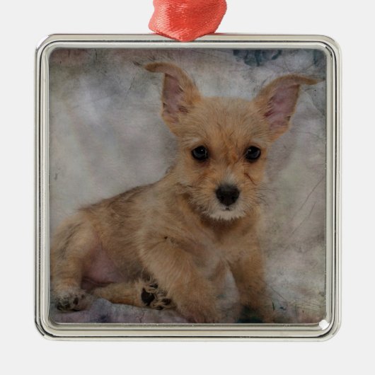 Chihuahua/Yorkie Puppy Silbernes Ornament (Vorne)