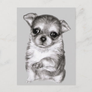 Chihuahua zeichnend postkarte
