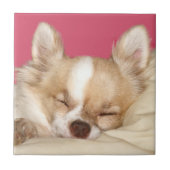 Chihuahuagesichtsfliese Fliese (Vorderseite)