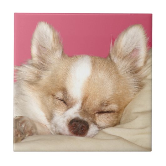 Chihuahuagesichtsfliese Fliese (Vorderseite)