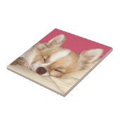 Chihuahuagesichtsfliese Fliese (Seite)