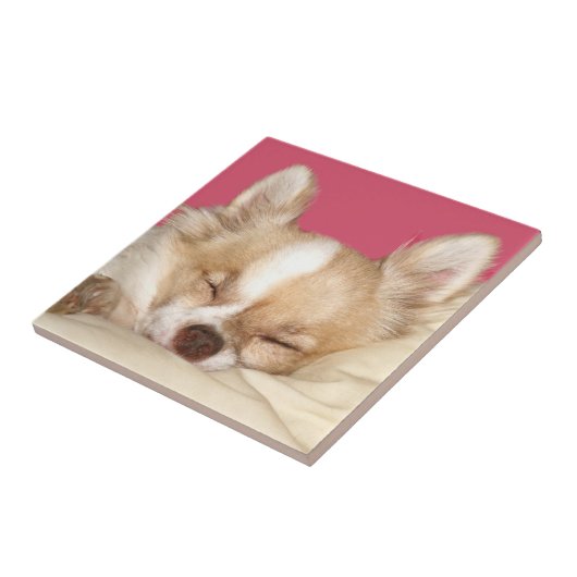 Chihuahuagesichtsfliese Fliese (Seite)